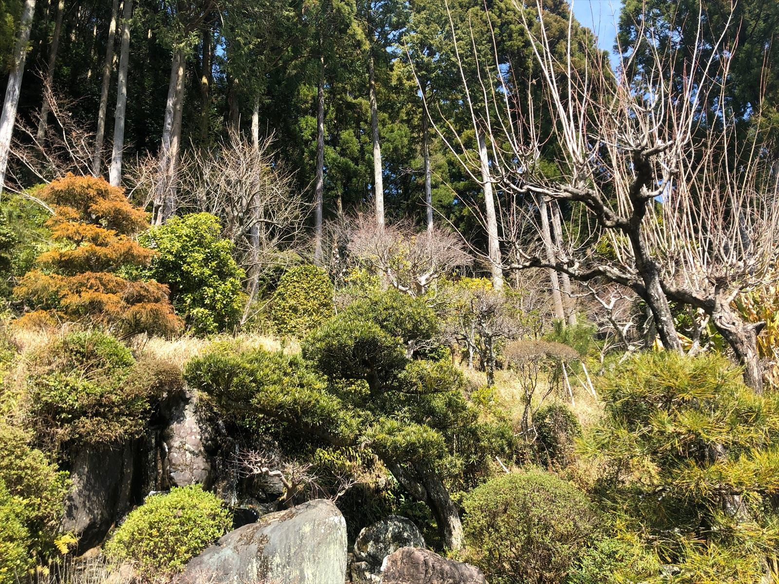 満家山 三光寺から見える絶景の中に桜のトンネルがあります